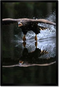 Poszterek keretben 40x60 Madarak