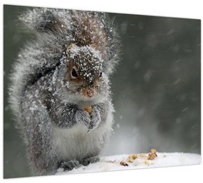 Kép - Mókus télen (70x50 cm)