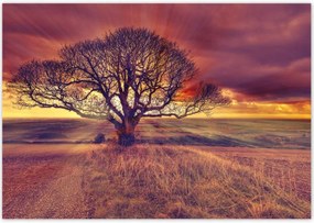 Poszterek 100x70 Fa