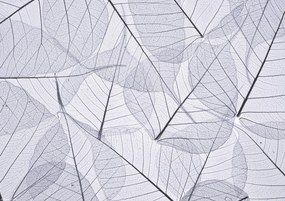 Poszter 29,7x21cm CsontvĂĄz levelek 2, Assaf Frank