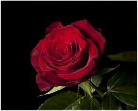 Poszterek 50x40 Aranyos rózsa