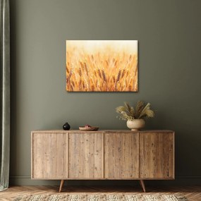 Kép - mező gabonával (70x50 cm)