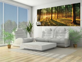 Fotótapéta Napsugarak az erdőben és mélység 250x104 erdei hatás +ragasztó