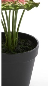 Műnövény (magasság 40 cm) Caladium – Light &amp; Living