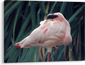 Kép - Flamingó (70x50 cm)