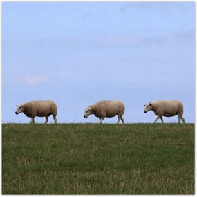 Poszterek 100x100 Juh legeltetés Bárányok Juhok