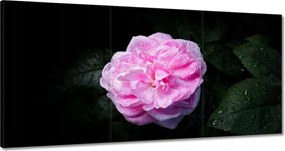 Vászonkép 180x90 Rózsaszín bazsarózsa cseppekkel