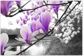 Poszterek 120x80 Magnólia Virágok