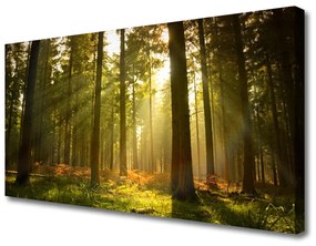 Vászonkép Természet Erdei fák 120x60 cm