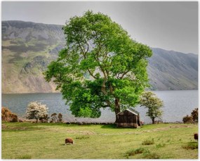 Poszterek 50x40 Erős fa