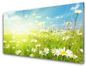 Akrilüveg fotó Daisy Meadow Természet 100x50 cm 2 fogas