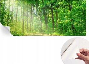 Öntapadós tapéta Divatos 3D fali ragasztóval Erdei ösvény 250x104 cm