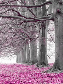 Poszter 60x80cm Fák egy sorban rózsaszín levelek, Assaf Frank