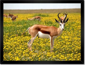 Poszterek keretben 40x30 Antilop a virágok között