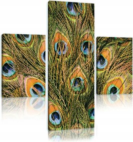 Vászonkép 80x80 Páva tollak triptichon keret nélkül színes luxus minta természet
