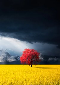 Fotográfia Red tree, Bess Hamiti