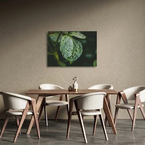 Kép - cseppek a levelen (üvegen) (70x50 cm)