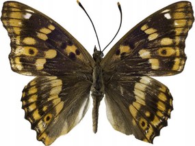 Poszter 40x30cm Pillangó fehér alapon 4, Assaf Frank