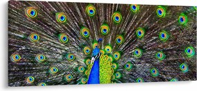 Kép - Páva (120x50 cm)