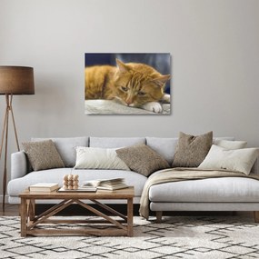 Macska képe (üvegen) (70x50 cm)