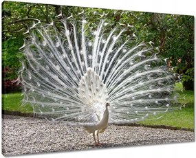 Vászonkép 70x50 Madarak