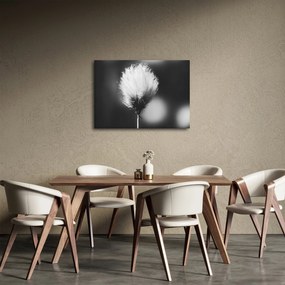 Kép - Fekete-fehér pamutfű (70x50 cm)