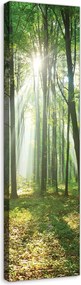 Vászonkép 45x145 Erdei fény szimfónia Nappali Öko stílus Nap sugarai