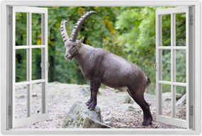 Poszterek 120x80 Alpesi bak Szarvak