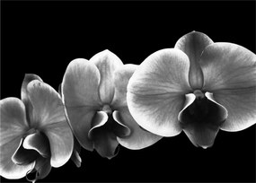 Egy orchidea virág képe (70x50 cm)