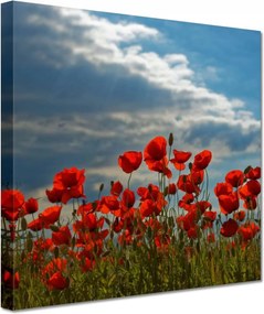 Vászonkép 20x20 Pipacs Virágok