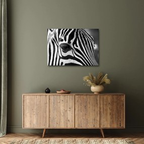 Zebra képe (70x50 cm)