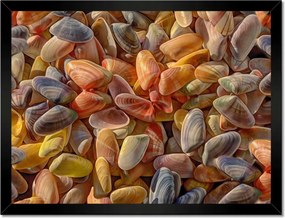 Poszterek keretben 40x30 Színes kagylók nyomtatás