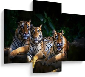 Kép - Tigris testvérek (90x60 cm)