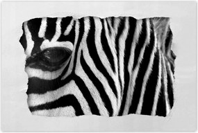 Poszterek 120x80 Fekete-fehér csíkos Zebra
