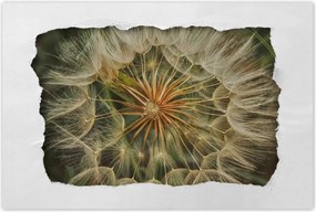 Poszterek 90x60 Pitypang Virág Virágok