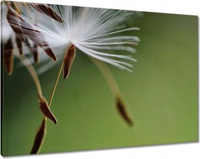 Vászonkép 100x70 Pitypang Virág Virágok