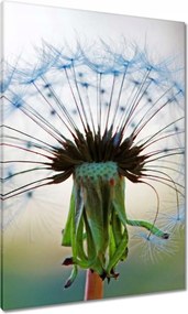 Vászonkép 70x100 Pitypang Virág Virágok