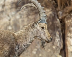 Poszter 76x60,5cm Nubiana Ibex 6, Assaf Frank