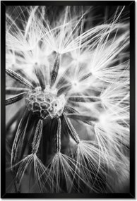 Poszterek keretben 40x60 Pitypang Virág Virágok