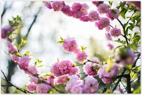 Poszterek 120x80 Rózsaszín virágok Gyönyörű