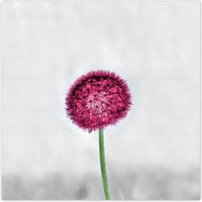 Poszterek 100x100 Rózsaszín pitypang virág