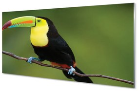 Akrilkép Színes papagáj egy ágon 100x50 cm