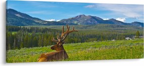 Kép - Szarvas a réten (120x50 cm)