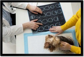 Poszterek keretben 60x40 Kutya a konzultáció során