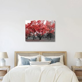 Kép - vörös fák, Central Park, New York (üvegen) (70x50 cm)