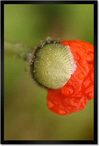 Poszterek keretben 40x60 Pipacs Virágok