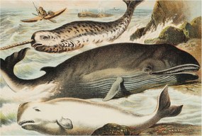 Fotótapéta Fali tapéta Hálószoba Nappali Tengeri óriások 104x70 Ragasztó