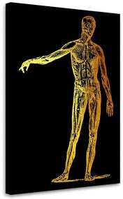 Gario Vászonkép Arany anatómia, test - Gab Fernando Méret: 40 x 60 cm