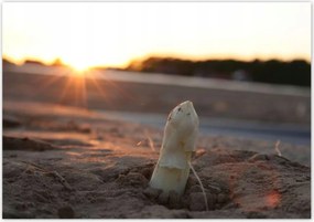 Poszterek 100x70 Spárga növekedés