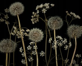 Poszter 50x40cm Réti virágok, Assaf Frank